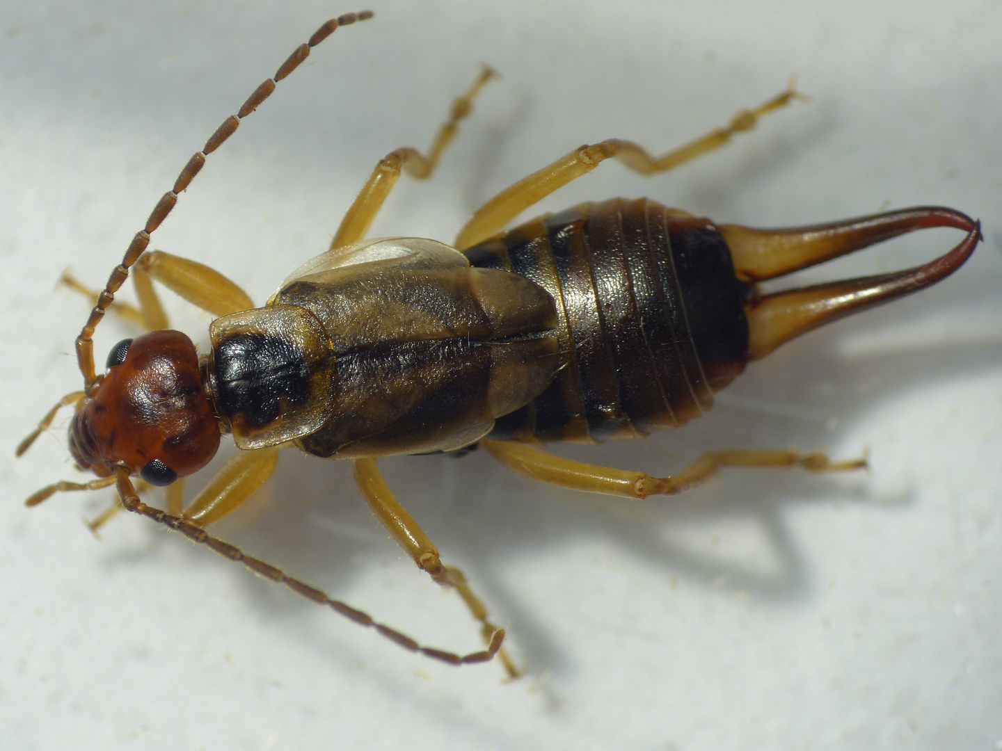 Gemeiner Ohrwurm (Forficula auricularia) - Weibchen