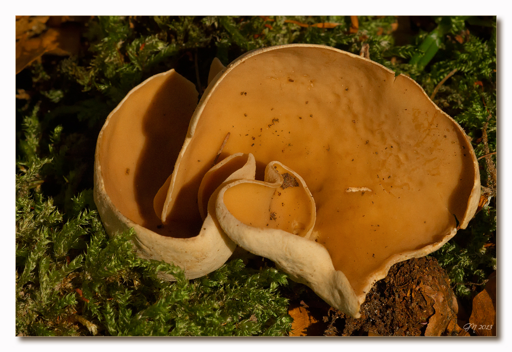 Gemeiner Orange-Becherling (Aleuria aurantia)