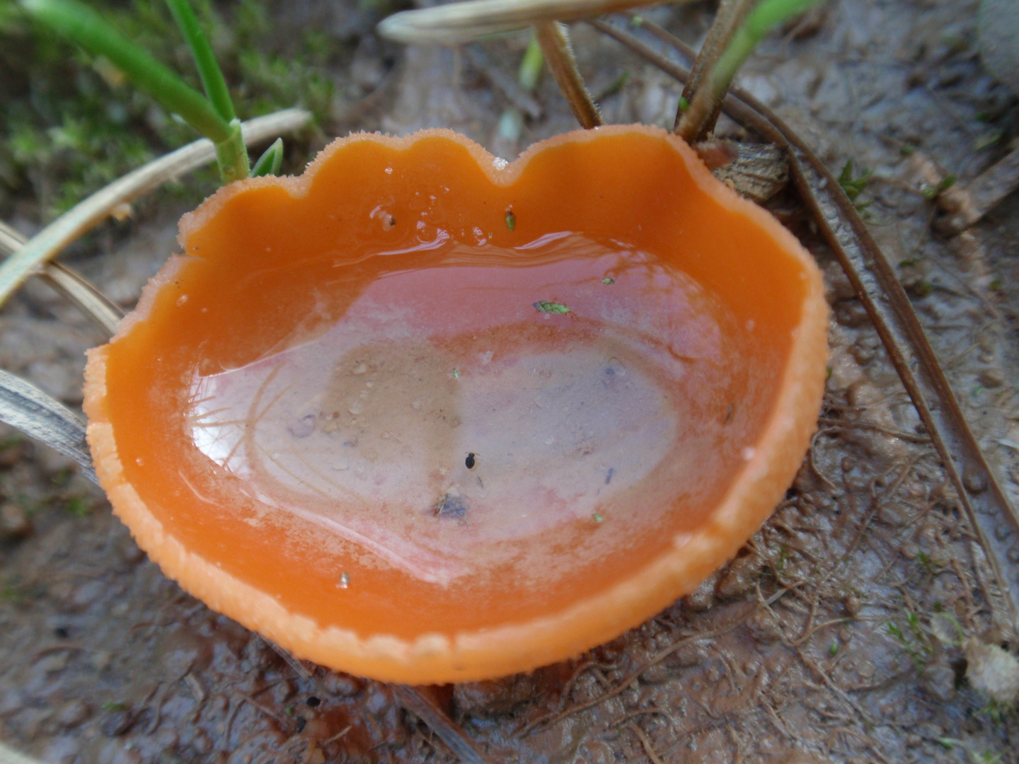 Gemeiner Orangebecherling (Aleuria aurantia)