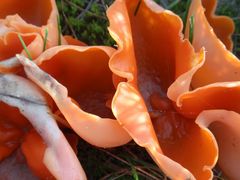 Gemeiner Orangebecherling (Aleuria aurantia)