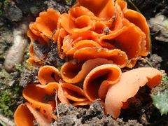Gemeiner Orangebecherling (Aleuria aurantia)