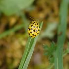 Gemeiner Pilz-Marienkäfer (Psyllobora vigintiduopunctata)