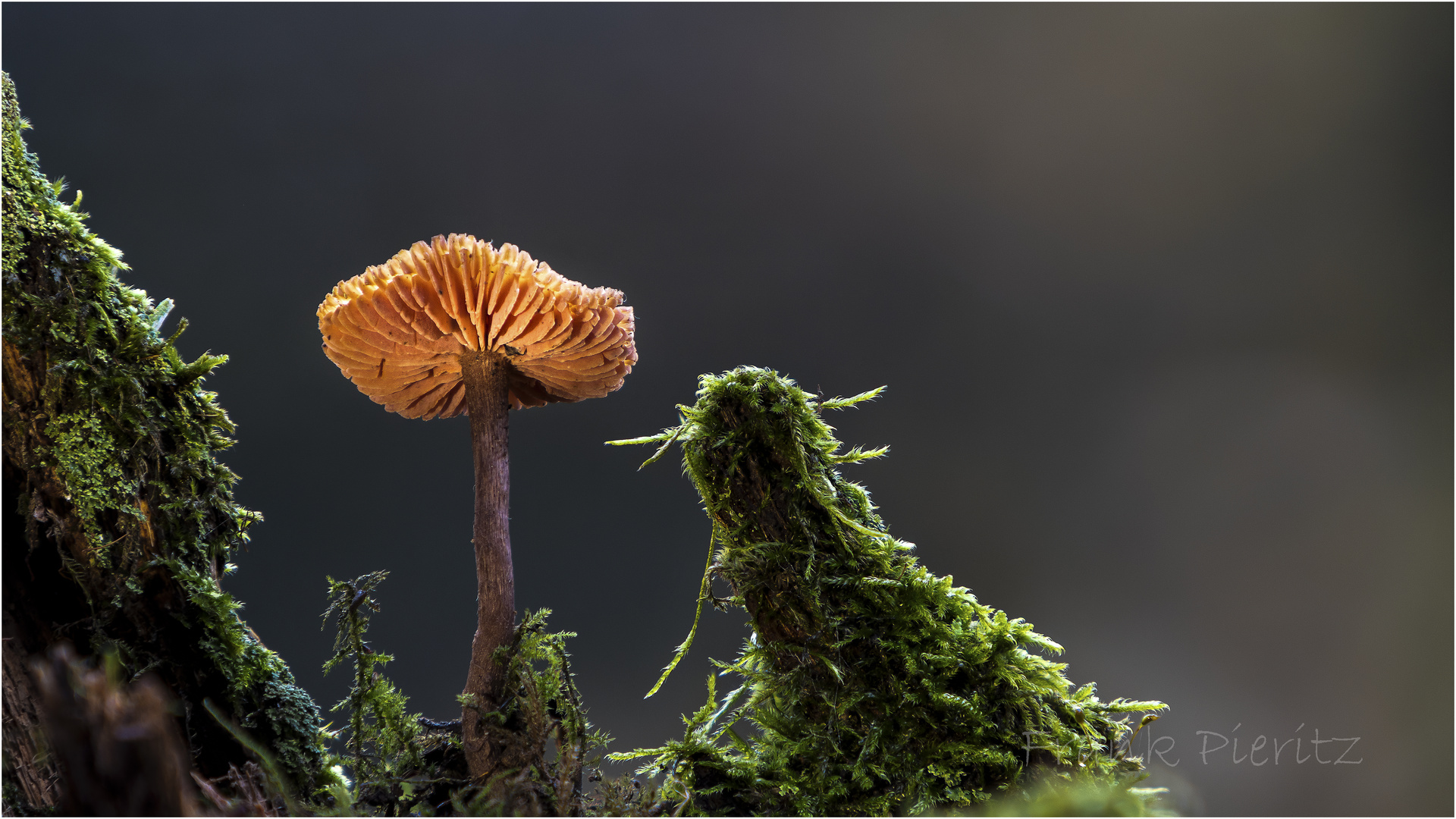 Gemeiner Rettich-Helmling (Mycena pura)