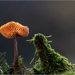 Gemeiner Rettich-Helmling (Mycena pura)