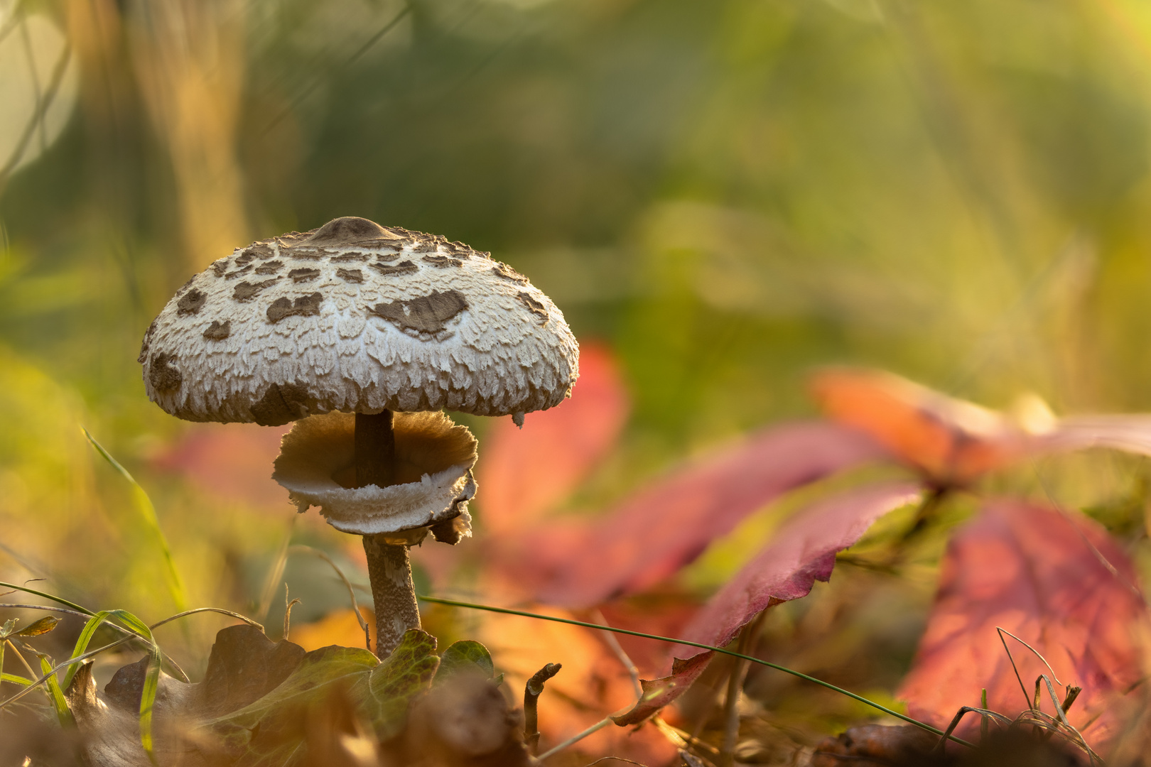 Gemeiner Riesenschirmling (Macrolepiota procera)