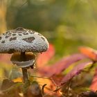 Gemeiner Riesenschirmling (Macrolepiota procera)