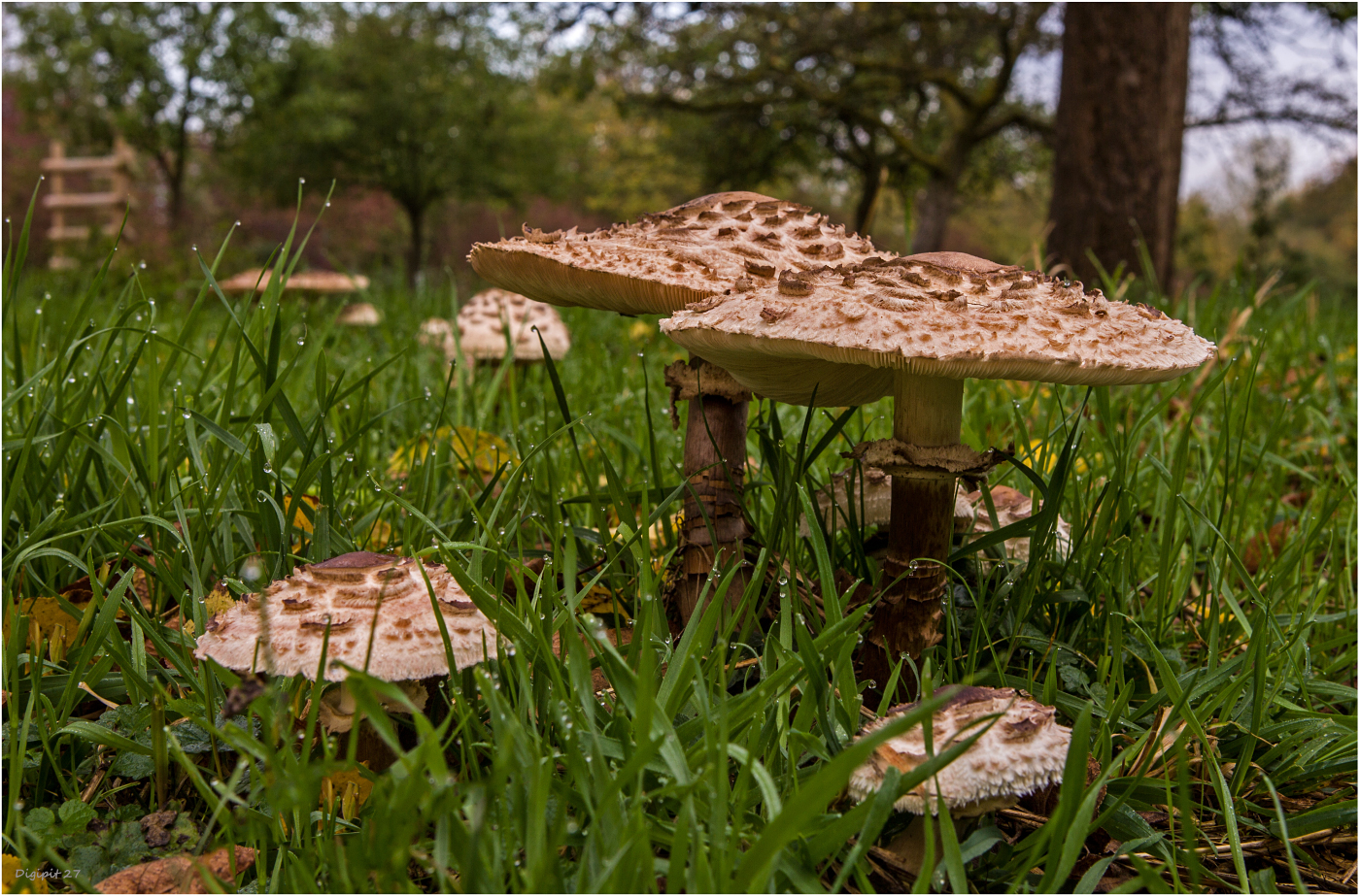 Gemeiner Riesenschirmling - Parasol 2019-01