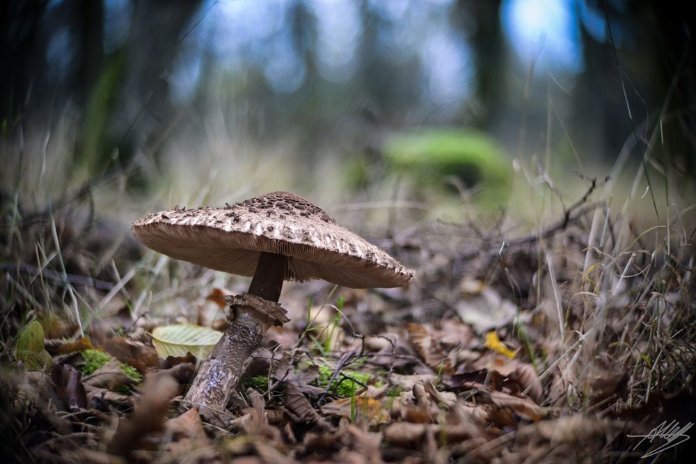 Gemeiner Riesenschirmling (Parasol)