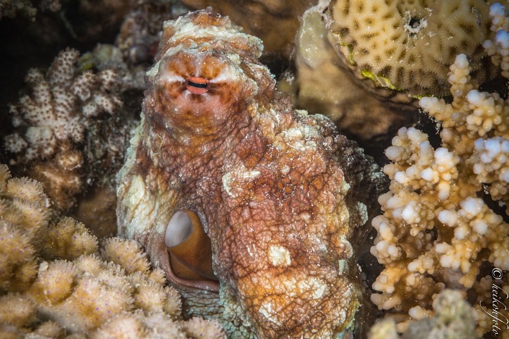 Gemeiner Riffkrake (Octopus)
