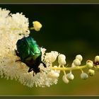 gemeiner Rosenkäfer