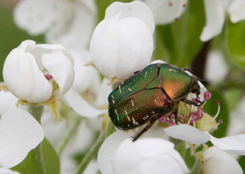 Gemeiner Rosenkäfer