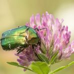 Gemeiner Rosenkäfer (Cetonia aurata)