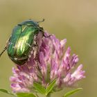 Gemeiner Rosenkäfer (Cetonia aurata) 2