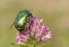 Gemeiner Rosenkäfer (Cetonia aurata) 2