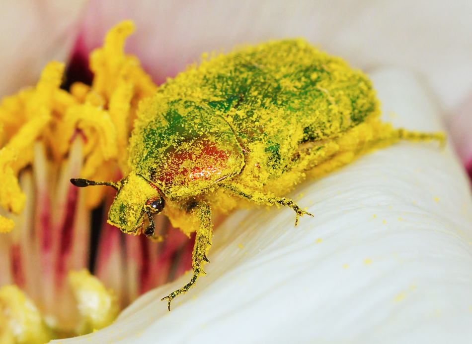 Gemeiner Rosenkäfer (Cetonia aurata) 3