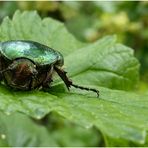 Gemeiner Rosenkäfer (   Cetonia  aurata )