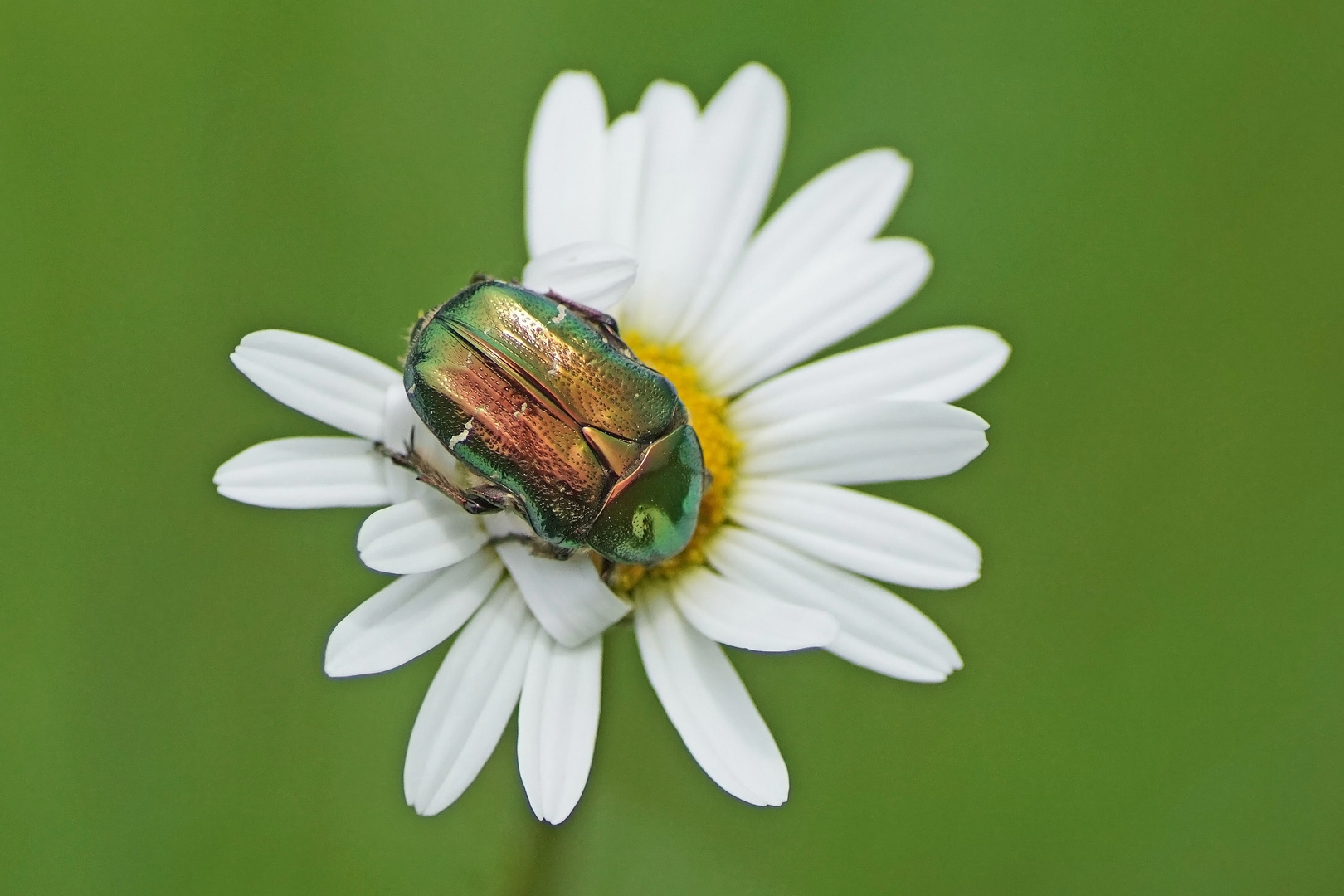 Gemeiner Rosenkäfer (Cetonia aurata)