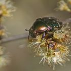 Gemeiner Rosenkäfer (Cetonia aurata)