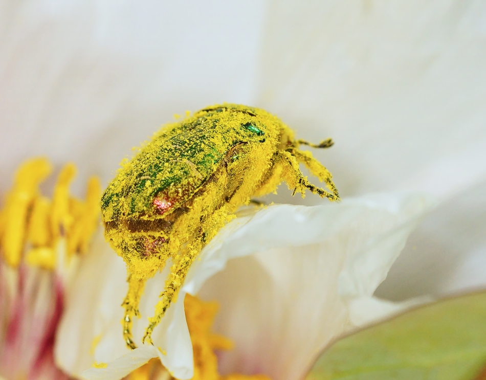 Gemeiner Rosenkäfer (Cetonia aurata)