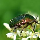 Gemeiner Rosenkäfer (Cetonia aurata)