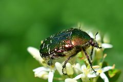 Gemeiner Rosenkäfer (Cetonia aurata)