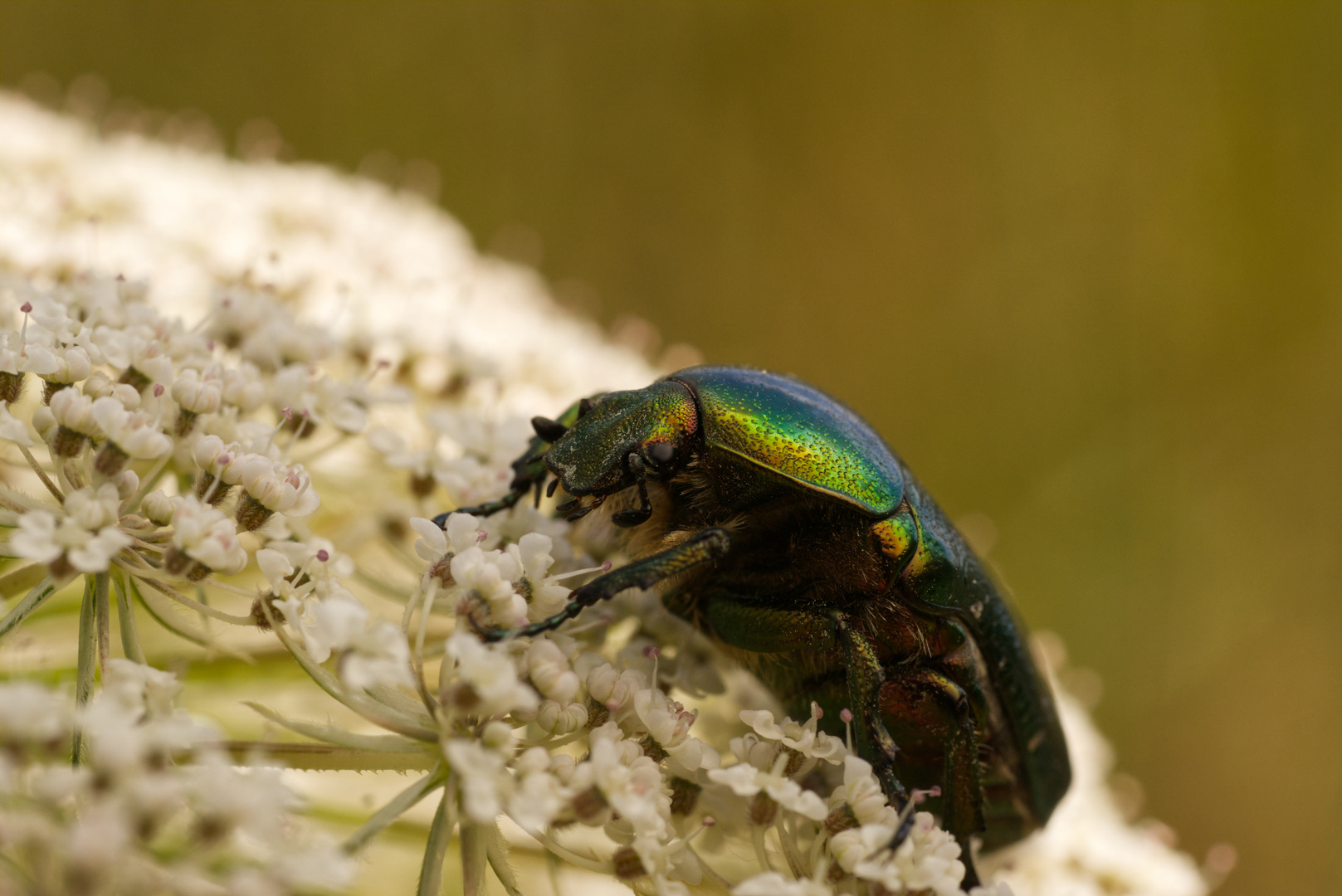 Gemeiner Rosenkäfer (Cetonia aurata) auf Doldengewächs (Apiaceae)