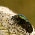 Gemeiner Rosenkäfer (Cetonia aurata) auf Doldengewächs (Apiaceae)