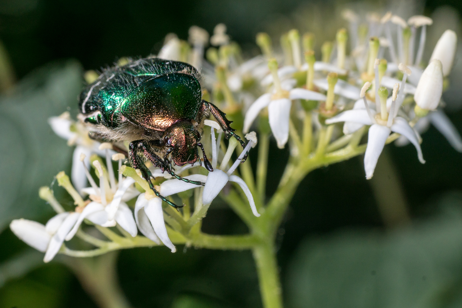 Gemeiner Rosenkäfer (Cetonia aurata) auf Hartriegel