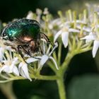 Gemeiner Rosenkäfer (Cetonia aurata) auf Hartriegel