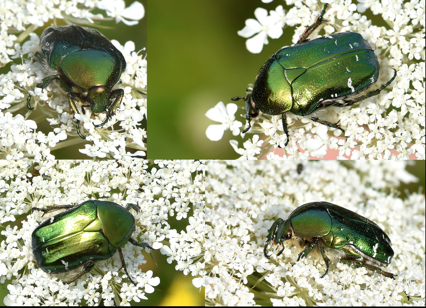 Gemeiner Rosenkäfer (Cetonia aurata)