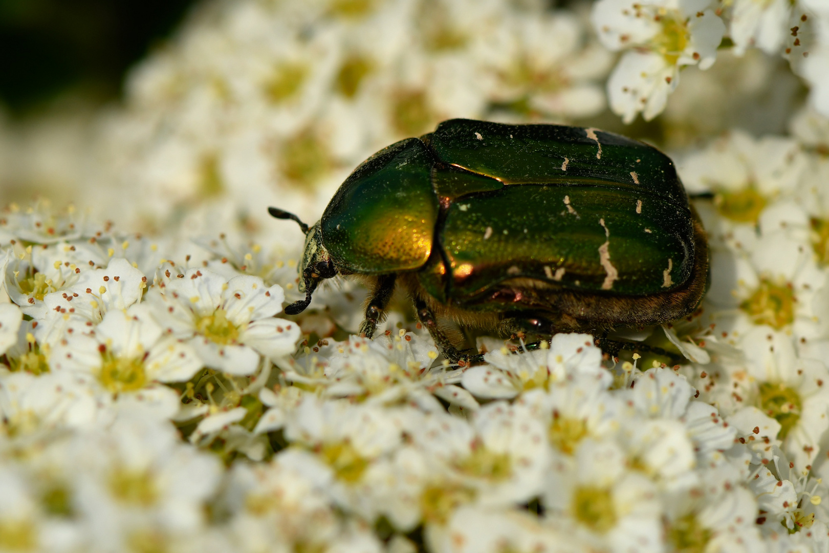 Gemeiner Rosenkäfer (Cetonia aurata)