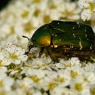 Gemeiner Rosenkäfer (Cetonia aurata)