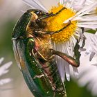 gemeiner Rosenkäfer, Cetonia aurata