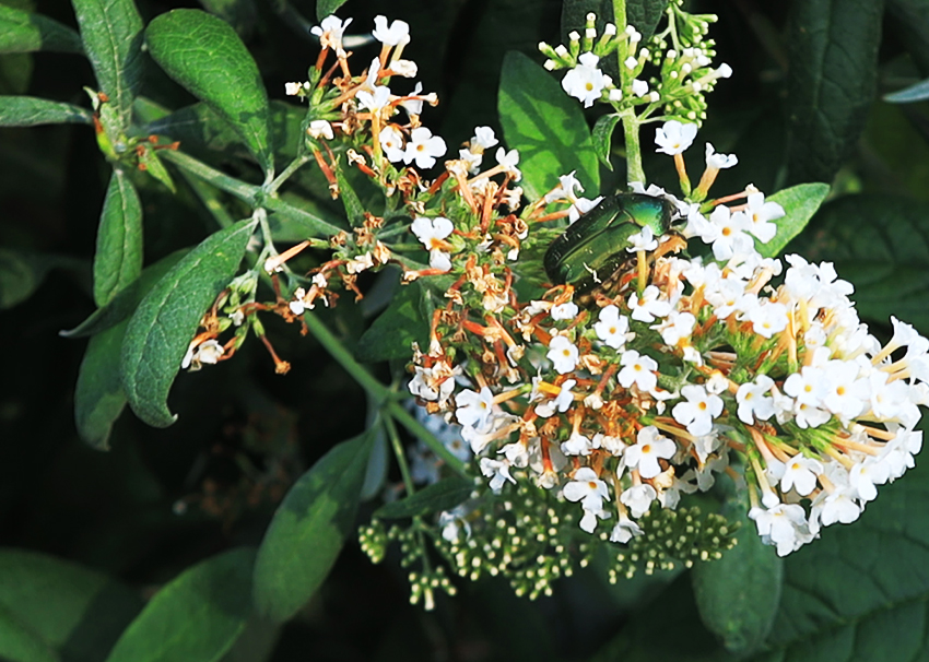 Gemeiner Rosenkäfer (Cetoninae) im Sommerflieder