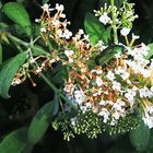 Gemeiner Rosenkäfer (Cetoninae) im Sommerflieder