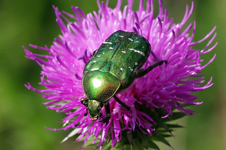 Gemeiner Rosenkäfer