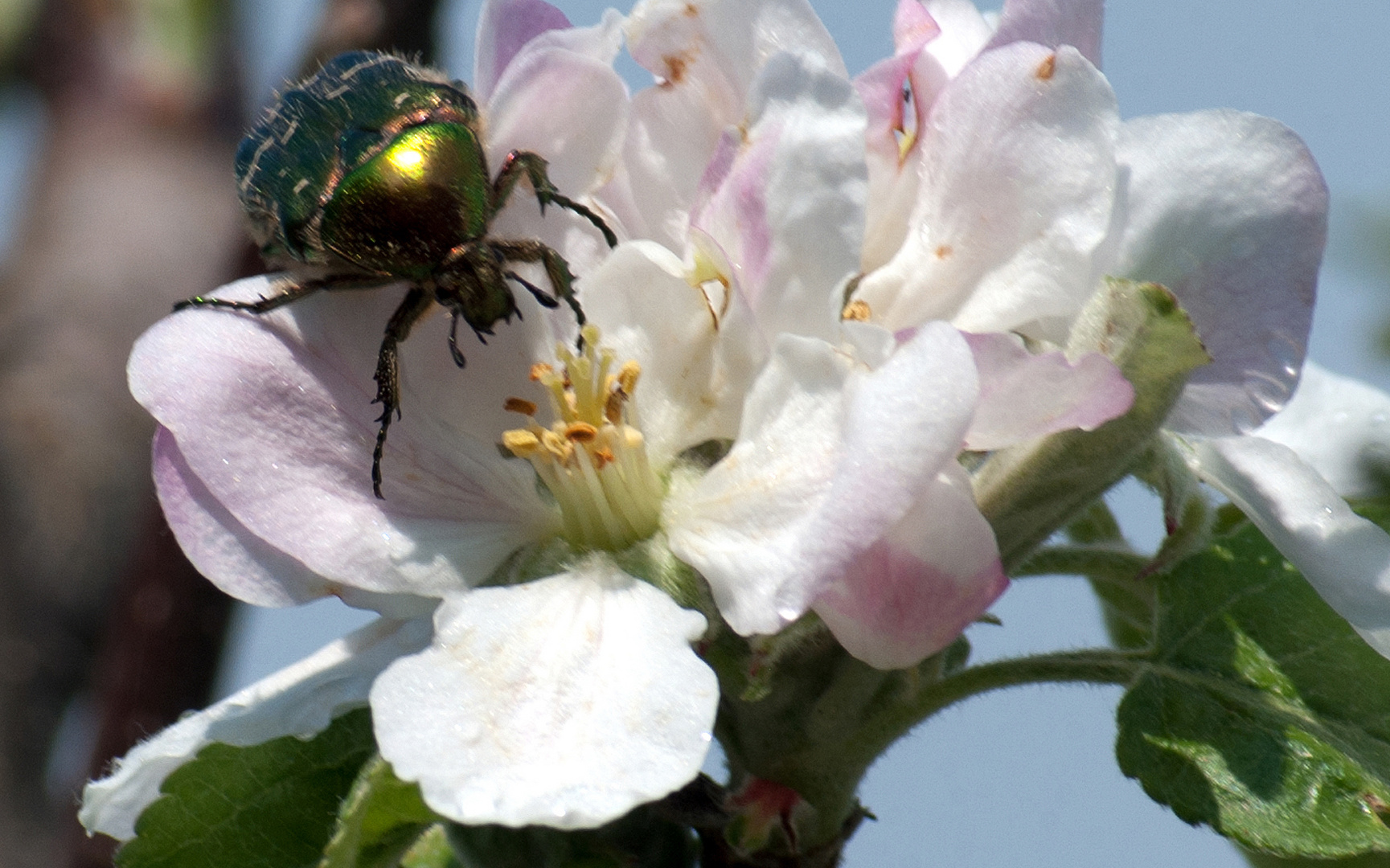 gemeiner Rosenkäfer