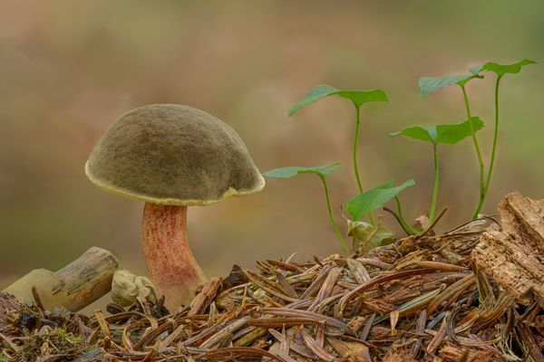 Gemeiner Rotfussröhrling