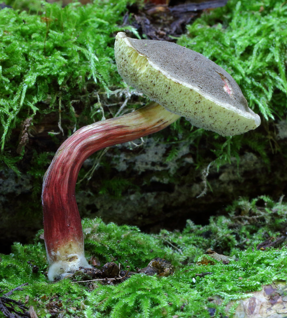 Gemeiner Rotfußröhrling/ Xerocomellus chrysenteron