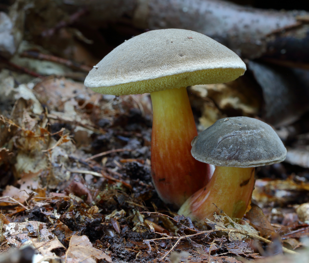 Gemeiner Rotfußröhrling/ Xerocomellus chrysenteron