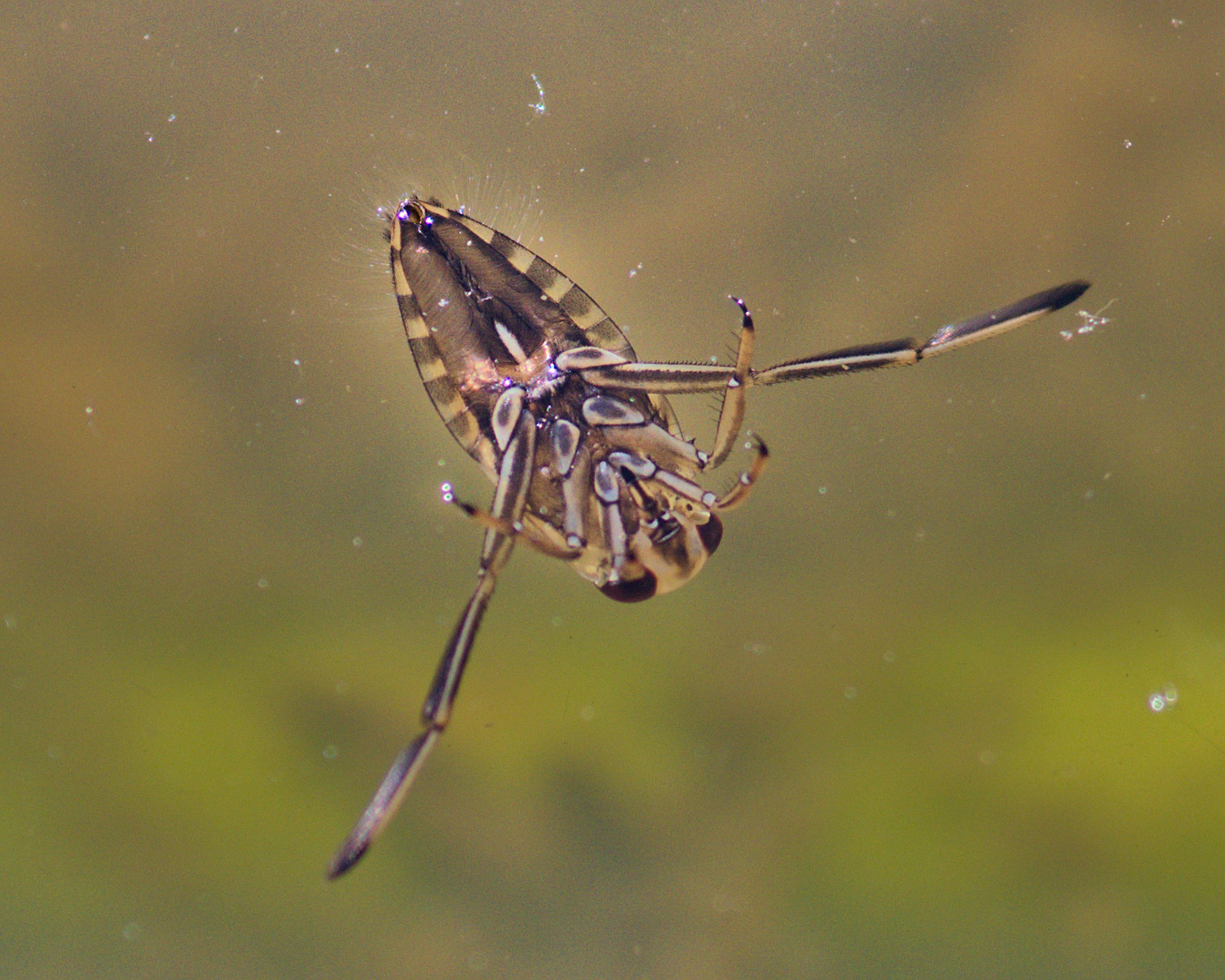 Gemeiner Rückenschwimmer (Notonecta glauca) Foto & Bild tiere