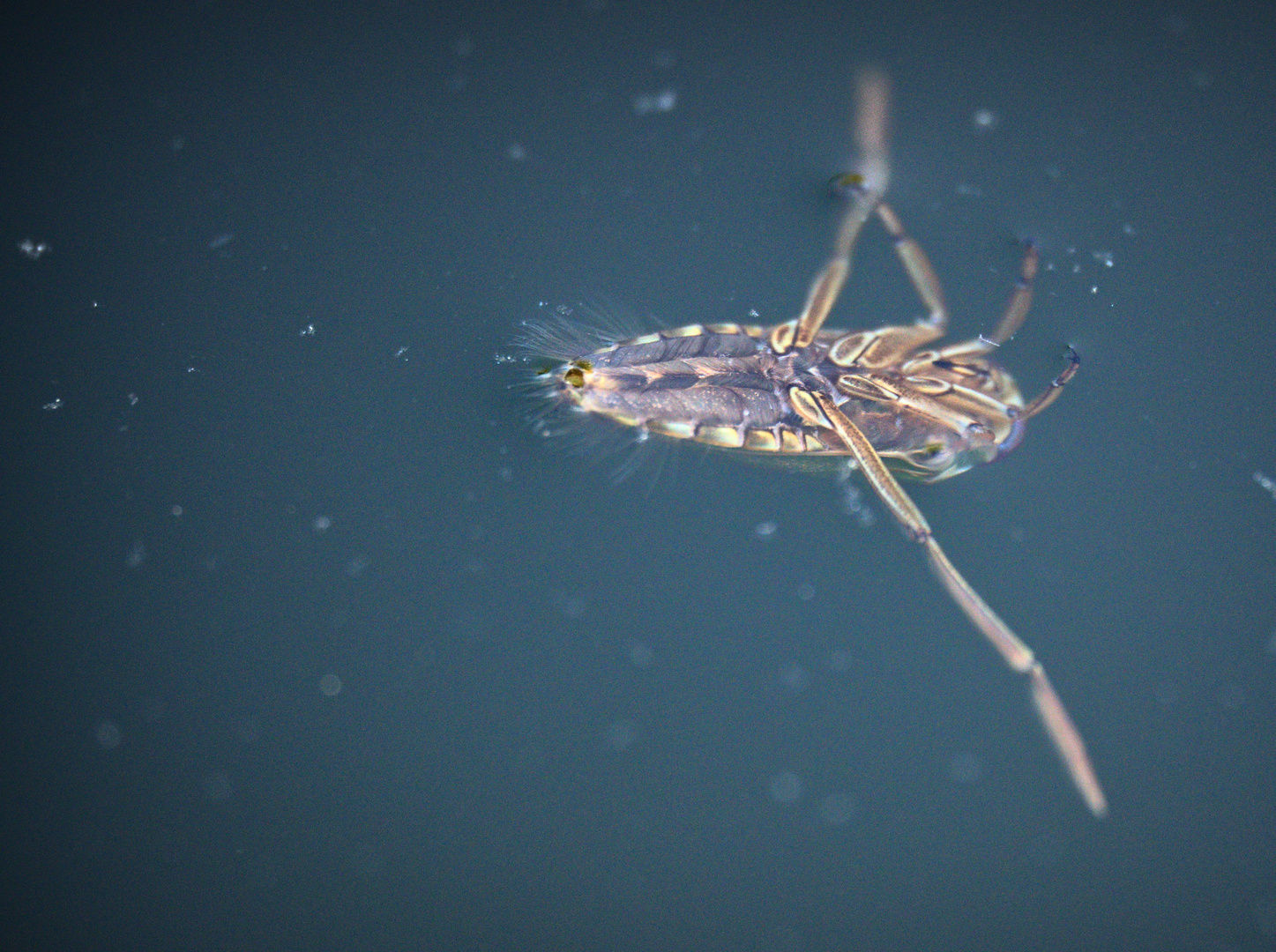 Gemeiner Rückenschwimmer (Notonecta glauca)