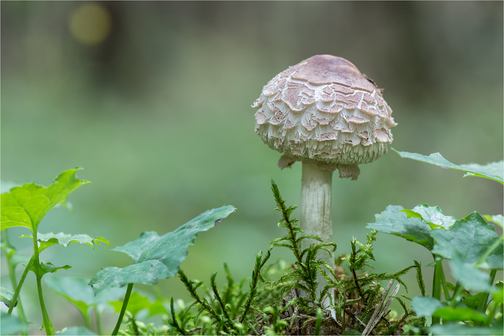 gemeiner Safranschirmling (MACROLEPIOTA RACHODES)