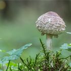 gemeiner Safranschirmling (MACROLEPIOTA RACHODES)