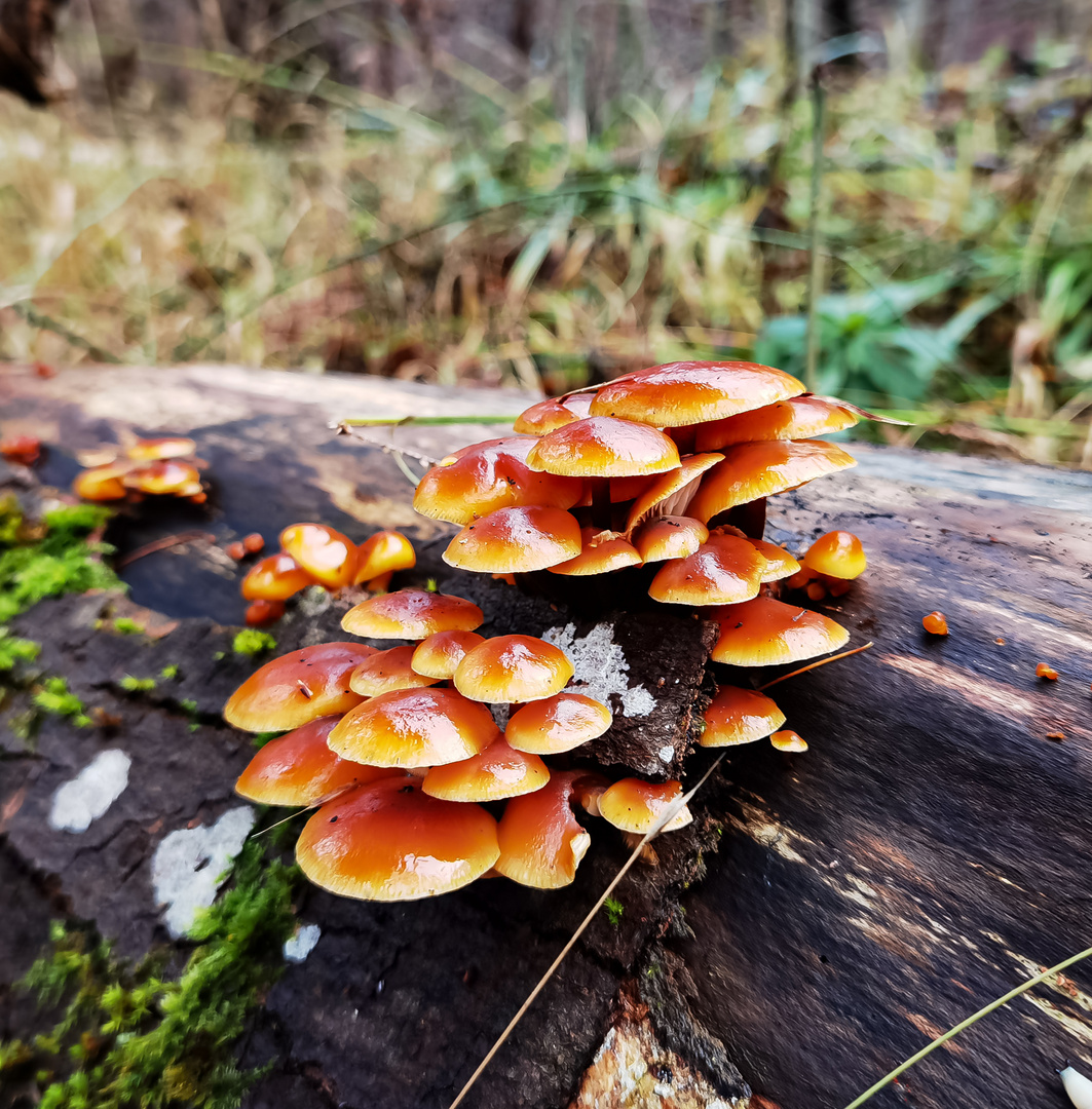 Gemeiner Samtfußrübling eine art der pilze und flechten