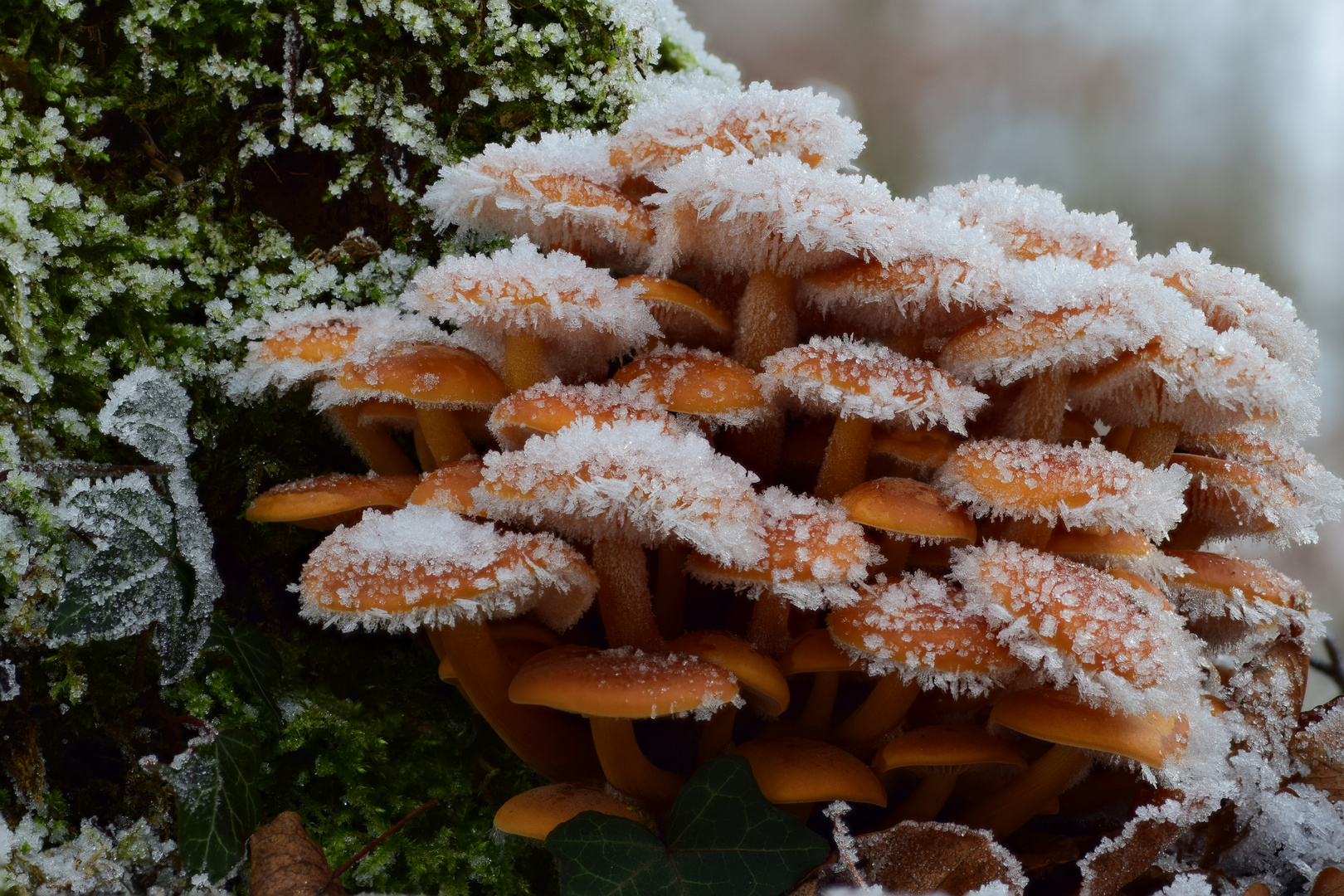 Gemeiner Samtfußrübling (Flammulina velutipes)