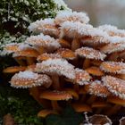 Gemeiner Samtfußrübling (Flammulina velutipes)