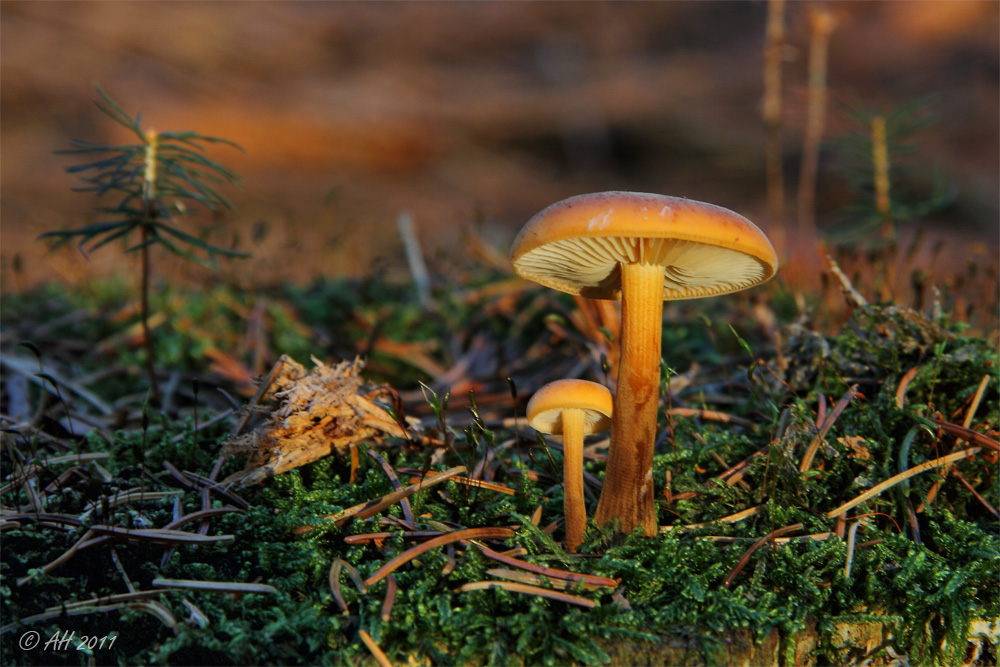 Gemeiner Samtfußrübling (Flammulina velutipes)