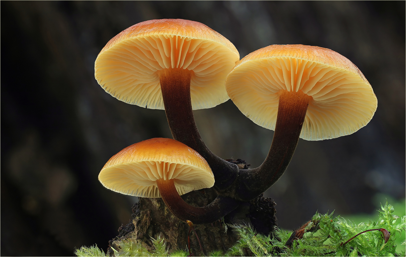 Gemeiner Samtfußrübling (Flammulina velutipes, Syn.: Collybia velutipes)