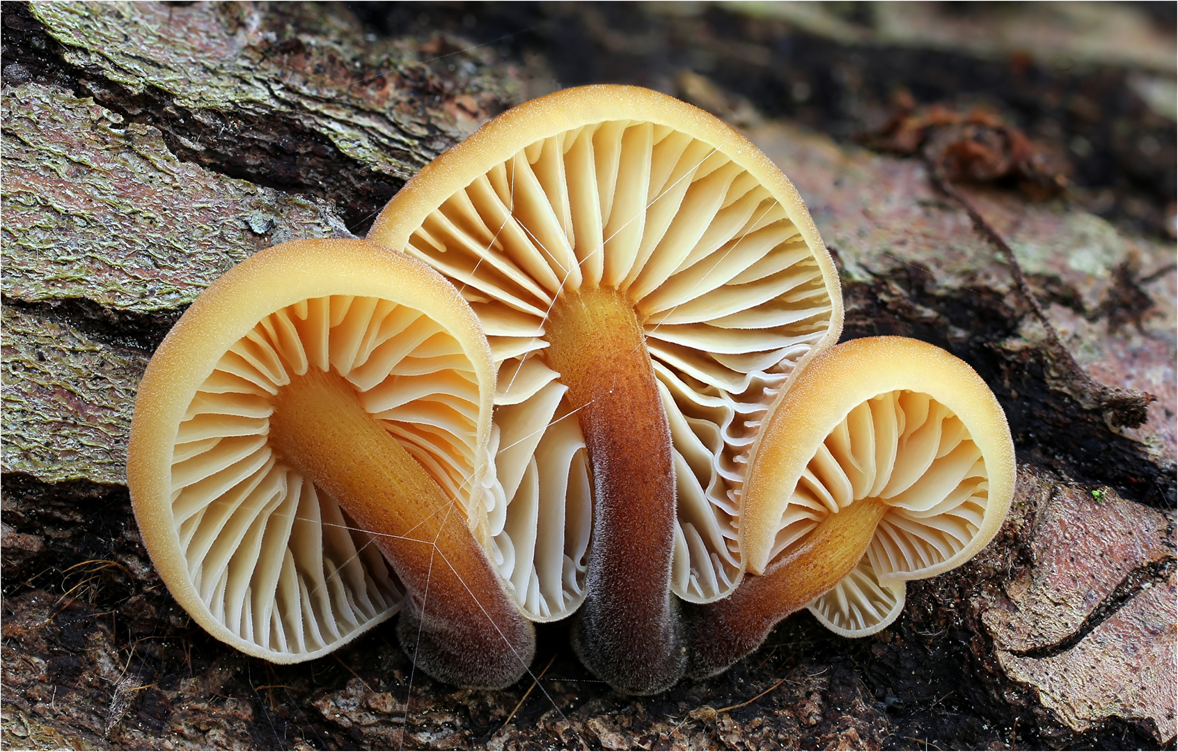 Gemeiner Samtfußrübling (Flammulina velutipes, Syn.: Collybia velutipes)